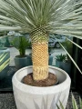 Yucca Rostrata