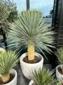 Yucca Rostrata