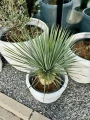 Yucca rostrata M