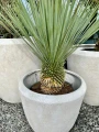 Yucca rostrata M