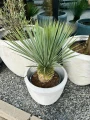 Yucca rostrata M