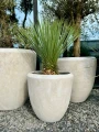 Yucca rostrata M