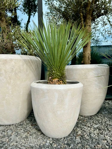 Yucca rostrata M