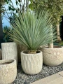 Yucca Rostrata S