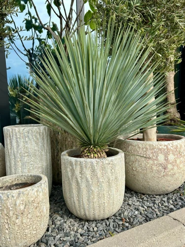 Yucca Rostrata S