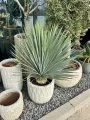 Yucca Rostrata S