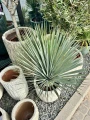 Yucca Rostrata S