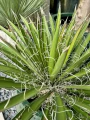 Yucca filifiera australis