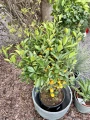Citrus Calamondin