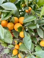 Citrus Calamondin