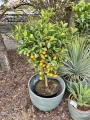 Citrus Calamondin