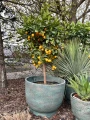Citrus Calamondin