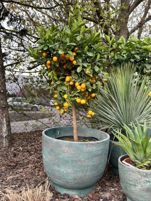 Citrus Calamondin