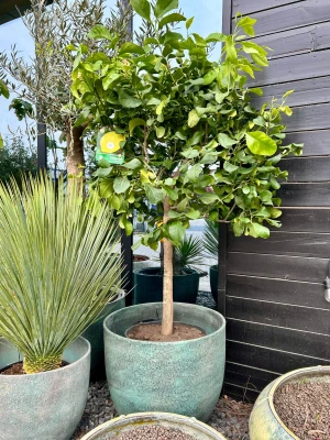 Citrus limon, drzewo cytrynowe