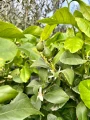 Citrus limon, drzewo cytrynowe