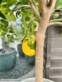 Citrus limon, drzewo cytrynowe