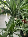 Dracaena deremensis Warneckei, dracena