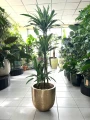Dracaena deremensis Warneckei, dracena