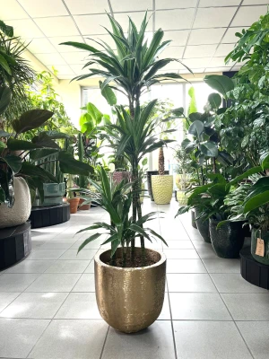 Dracaena deremensis Warneckei, dracena