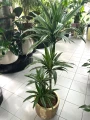 Dracaena deremensis Warneckei, dracena