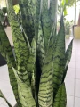 Sansevieria Zeylanica