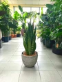Sansevieria Zeylanica