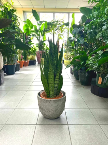Sansevieria Zeylanica
