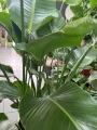 Strelitzia Nicolai XL