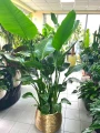 Strelitzia Nicolai XL