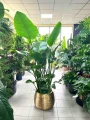 Strelitzia Nicolai XL