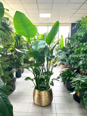 Strelitzia Nicolai XL