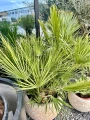 Chamaerops humilis, karłatka XL