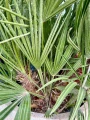 Chamaerops humilis, karłatka XL