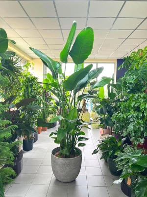 Strelitzia Nicolai H:250cm