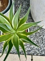 Agave variegata