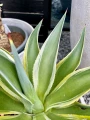 Agave variegata