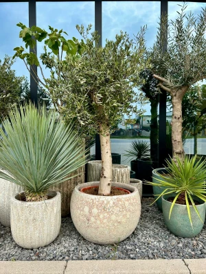 Olea europaea, drzewo oliwne