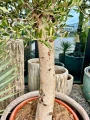 Olea europaea, drzewo oliwne