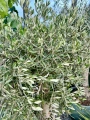 Olea europaea, drzewo oliwne