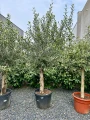 Olea europaea, drzewo oliwne M