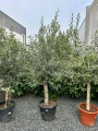 Olea europaea, drzewo oliwne M