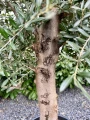 Olea europaea, drzewo oliwne M