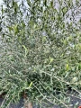 Olea europaea, drzewo oliwne M