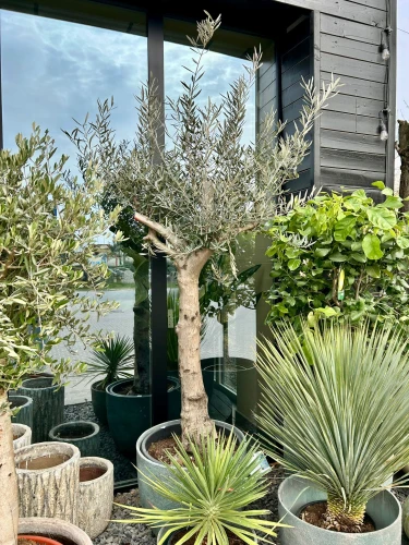 Olea europaea, drzewo oliwne rozgałęzione