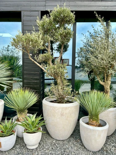 Olea europaea, bonsai drzewo oliwne XL