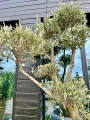 Olea europaea, bonsai drzewo oliwne XL