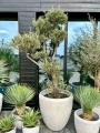 Olea europaea, bonsai drzewo oliwne XL