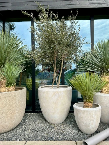 Olea europaea, rozgałęzione drzewo oliwne