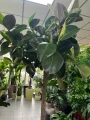 Ficus elastica Robusta na pniu