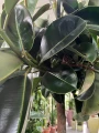 Ficus elastica Robusta na pniu